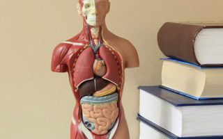 Image for Total Body Modification: rebalance your body's natural healing