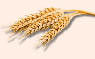 Image for The power of wheat germ extract