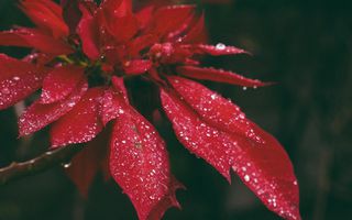 Image for 'Tis the Season for the 6 Holiday Health Myths