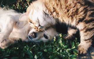 Image for The Impact of COVID on Our Companion Animals and Ourselves Can be Reduced Through the Healing Effects of Reiki
