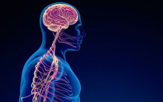 Image for The vagus nerve: How to hack your nervous system with bowen therapy