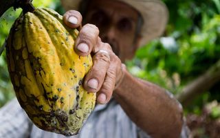 Image for Activating and Relaxing Using Ceremonial Cacao