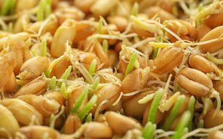 Image for Why sprouted grains are taking over Australian pantries