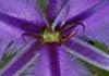 Kwinana Naturopath - Australian Bush Flowers