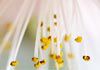 Courtney Jones Hypnosis and Coaching - Reiki