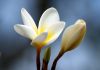 Rikta Hawkins Craniosacral Therapy