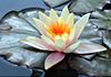 Katrina's Reiki Treatments