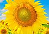 Mind Momentum - Counselling for Women