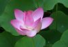 Lotus Shiatsu