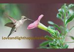 Love & Light Happy Healing - Reiki