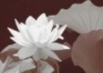 Rehabilitation & Relaxation Massage Therapist