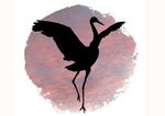 Animal Therapist & Reiki Healer