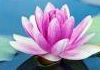 Body Harmony Women's Wellbeing