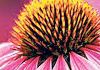 Naturopathy with Jane Deans