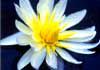 Linda Brook Natural Therapy