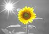 Peacehaven Hypnotherapy - Counselling