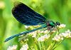 Emerald Dragonfly Energywork