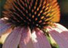 Knox Integrative Health - Naturopathy