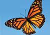 Kerry Deller - Psychology, Hypnosis & NLP