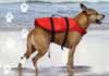 Sydney Animal Physiotherapy - Animal Therapy