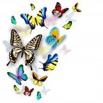 Radiant Heart Healing - Kinesiology