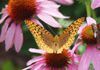 The Lotus Healing Centre - Traditional Chinese Medicine