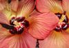 Janie's Natural Health - Additional Services