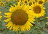 Veronique - Naturopathy, Nutrition & Herbal Medicine