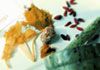 Bing's Natural Health - Chinese Herbal Medicine