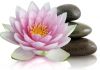 Naturopathic Health - Naturopathy