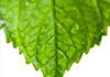 Total Health Central Coast - Detox Services