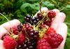 The Hills Natural Health Consultancy - The Jan Plan