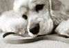 Soul Alignment - Animal Therapy