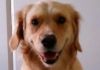 A Balance Centre - Canine Kinesiology