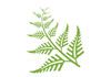 Green Fern Counselling