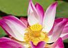 Carlton North Naturopathy, Massage & Chiropractic - Massage & Naturopathy