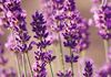 About KARA BELGROVE Naturopath