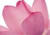 Sheena's Healing Hands - Reiki