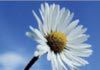 Acute and Preventive Holistic Approach