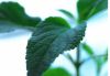 Natural Healing Centre Ferny Creek