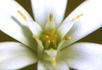 Gaye Maumill Natural Therapist Bowen Therapy