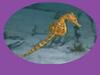 Our Seahorse Wellbeing Centre