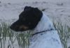 Animal Communicator & Natural Energy Healer