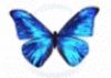 Diana Morton Life Coaching & Counselling Services