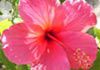 Reiki Sacred Healing