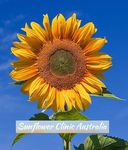 Integrative Counselling to Balance Your Bodies