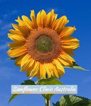Sunflower Clinic - Advanced Colon Hydrotherapy