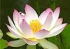 Acupuncture & Traditional Chinese Medicine Toowoomba