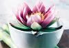Maryanne Losurdo Natural Therapies