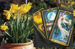 Energy Healer & Oracle Card Reader
